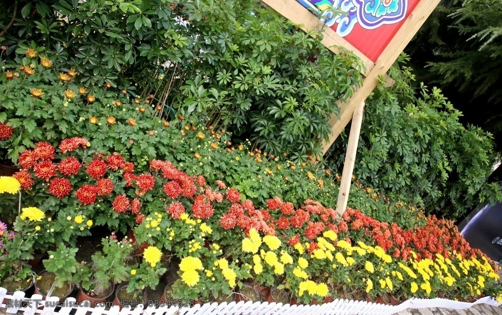 秋菊 菊花 黄菊花 红菊花 菊花园 花园 菊花展 花卉 花朵 绿叶红花 绿叶黄花 苗圃 花艺 生物世界 花草
