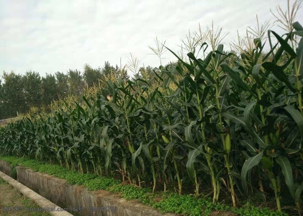 玉米田 秋收 玉米 绿油油 生机 希望 农作物 生活百科 生活素材