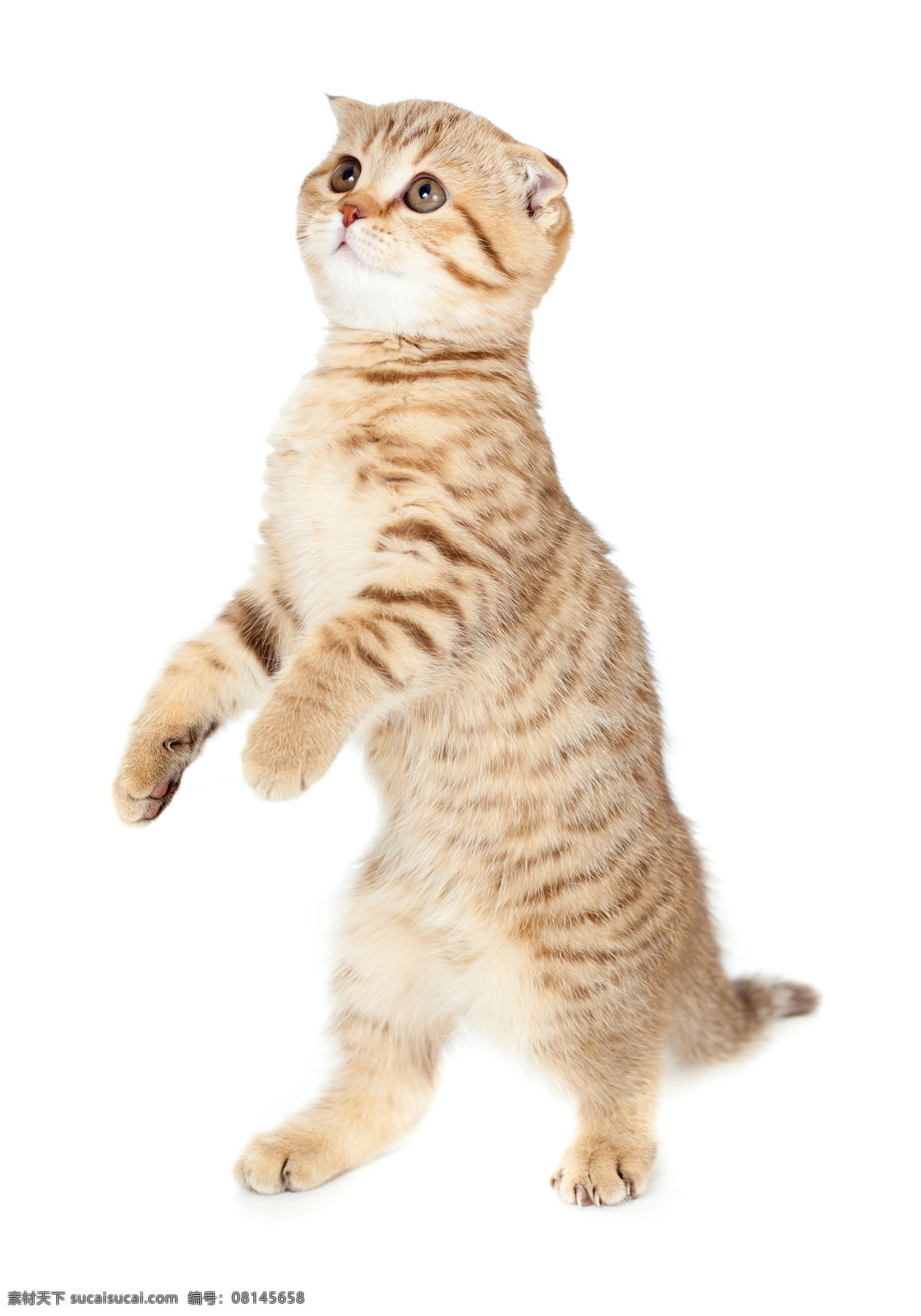 站立 猫 可爱的小猫咪 可爱 小猫咪 站立的猫 站姿 宠物 逗你玩 家禽家畜 猫咪图片 生物世界