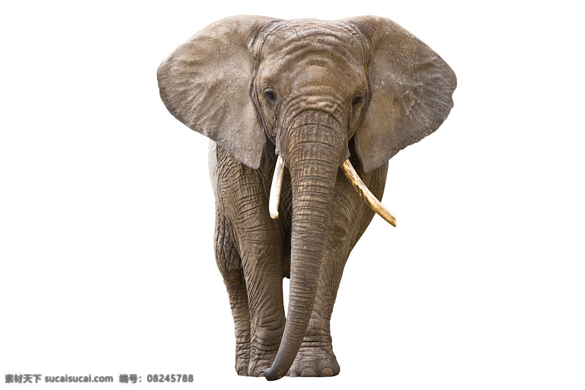 动物 象 哺乳动物 野生大象 象群 亚洲象 非洲象 小象 蓝天 白云 生物世界 野生动物