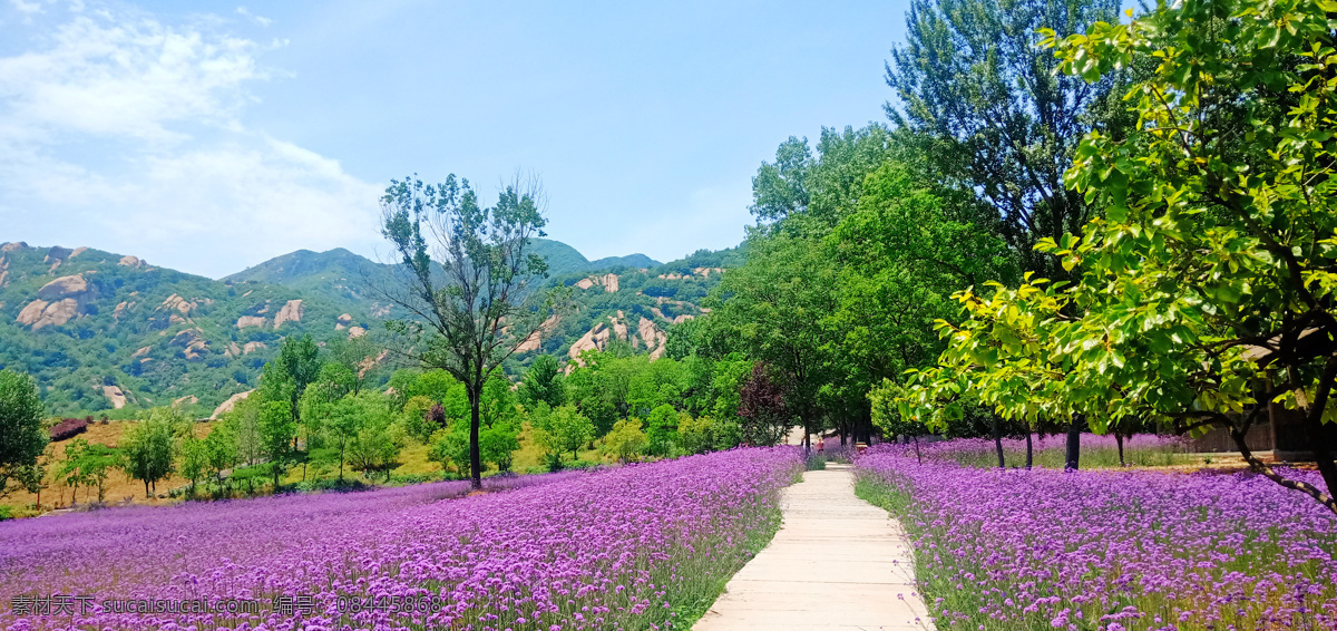 紫色花海 花 花朵 紫花 紫色 高山 山 绿树 树 花园 花海 蓝天 白云 自然景观 山水风景