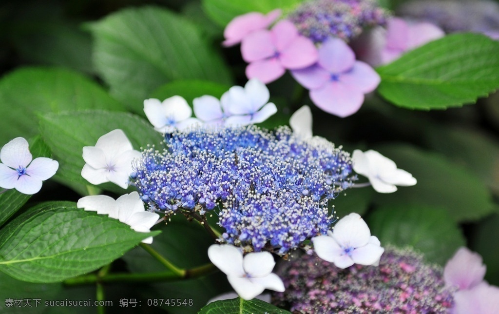 光谷大道 丽岛漫城 琼花 绣球花 醉八仙 生物世界 花草