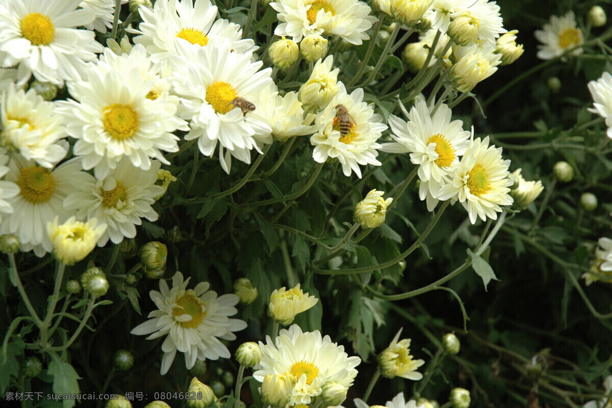 白菊花 白色菊花 白色菊花丛 菊花精品 精品菊花 菊花特写 菊特写 生物世界 花草