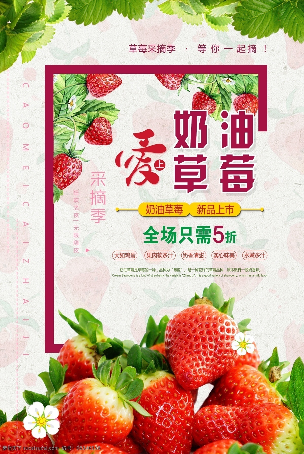 奶油草莓 草莓采摘 草莓采摘海报 草莓采摘宣传 草莓采摘广告 草莓采摘活动 草莓采摘展板 草莓采摘展架 草莓采摘横幅 草莓采摘吊旗 草莓采摘园 农场草莓采摘 草莓采摘传单 草莓采摘模板 草莓采摘策划 草莓园 农家乐 农家乐海报 草莓 草莓采摘节 草莓采摘季 长春草莓采摘 草莓背景 草莓季 草莓果汁