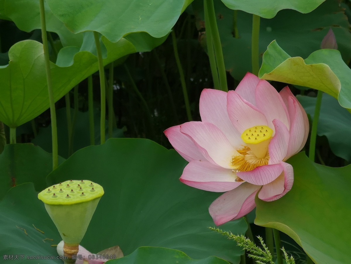 荷与莲 荷花 莲蓬 莲花 芙蕖 水芙蓉 自然景观 自然风景