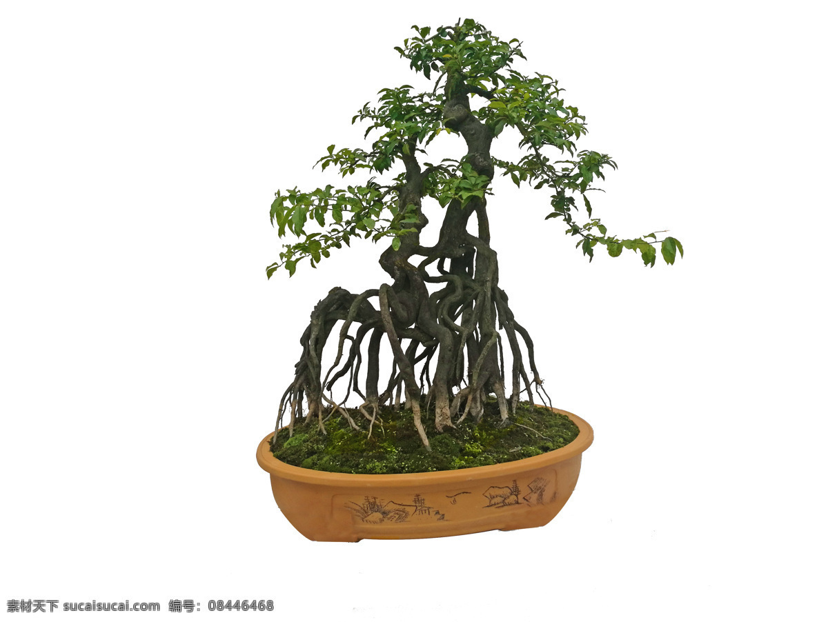 盆景 花卉 展览 艺术 斗方 自然景观 自然风景