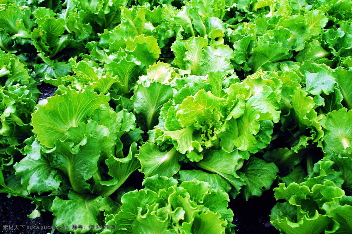 田园清蔬 青菜 蔬菜 菜园 植物 绿色