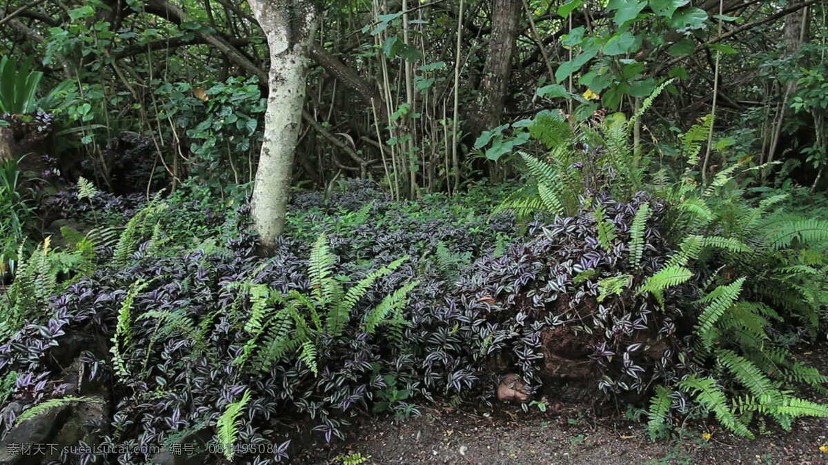 茉莉 植物 股票 视频 丛林 树 波拉波拉岛 法属波利尼西亚 热带森林 蕨类植物 其他视频