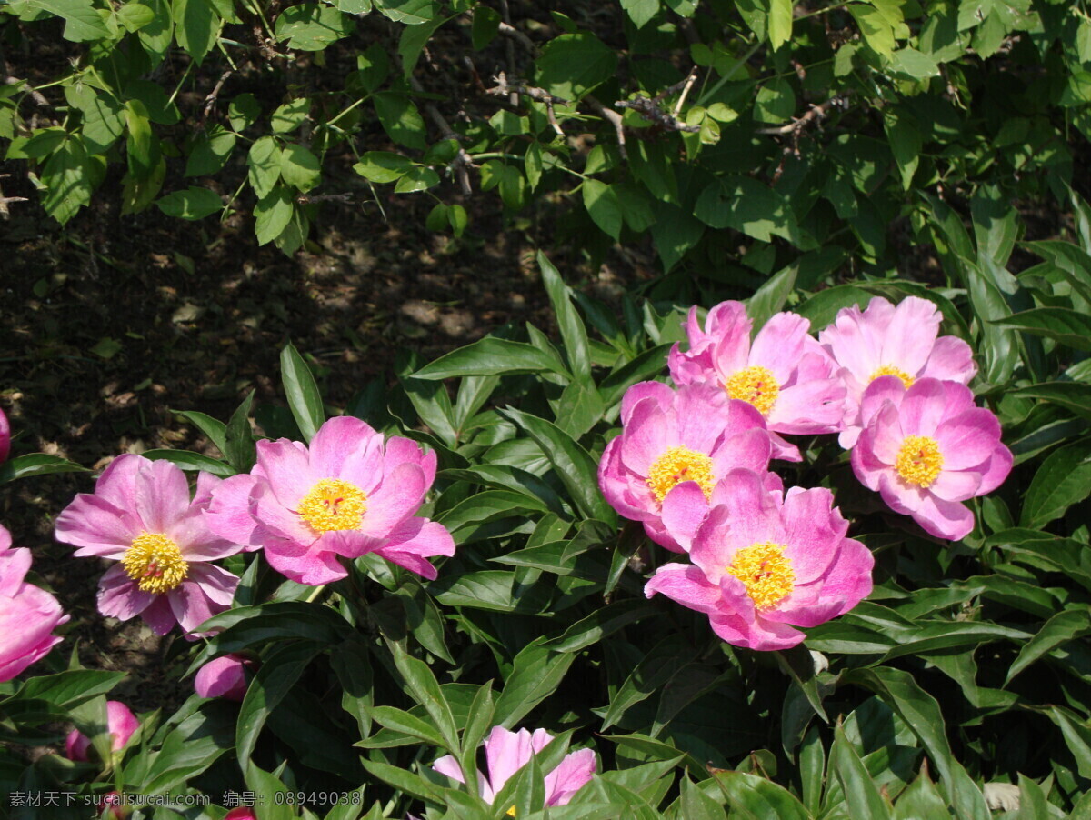 牡丹 春天 粉红 花 花草 牡丹花 生物世界 psd源文件