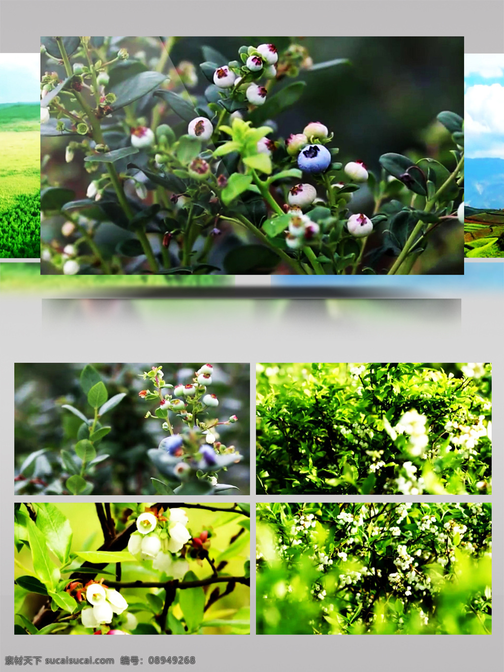 高原 特色 蓝莓 宣传 视频 农业 实拍 种植
