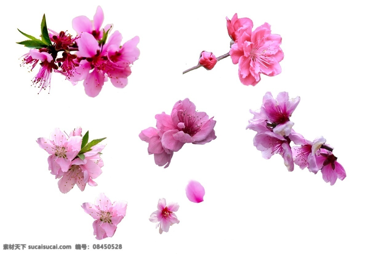 桃花 抠图 花朵 粉红 春天 自然景观 自然风光