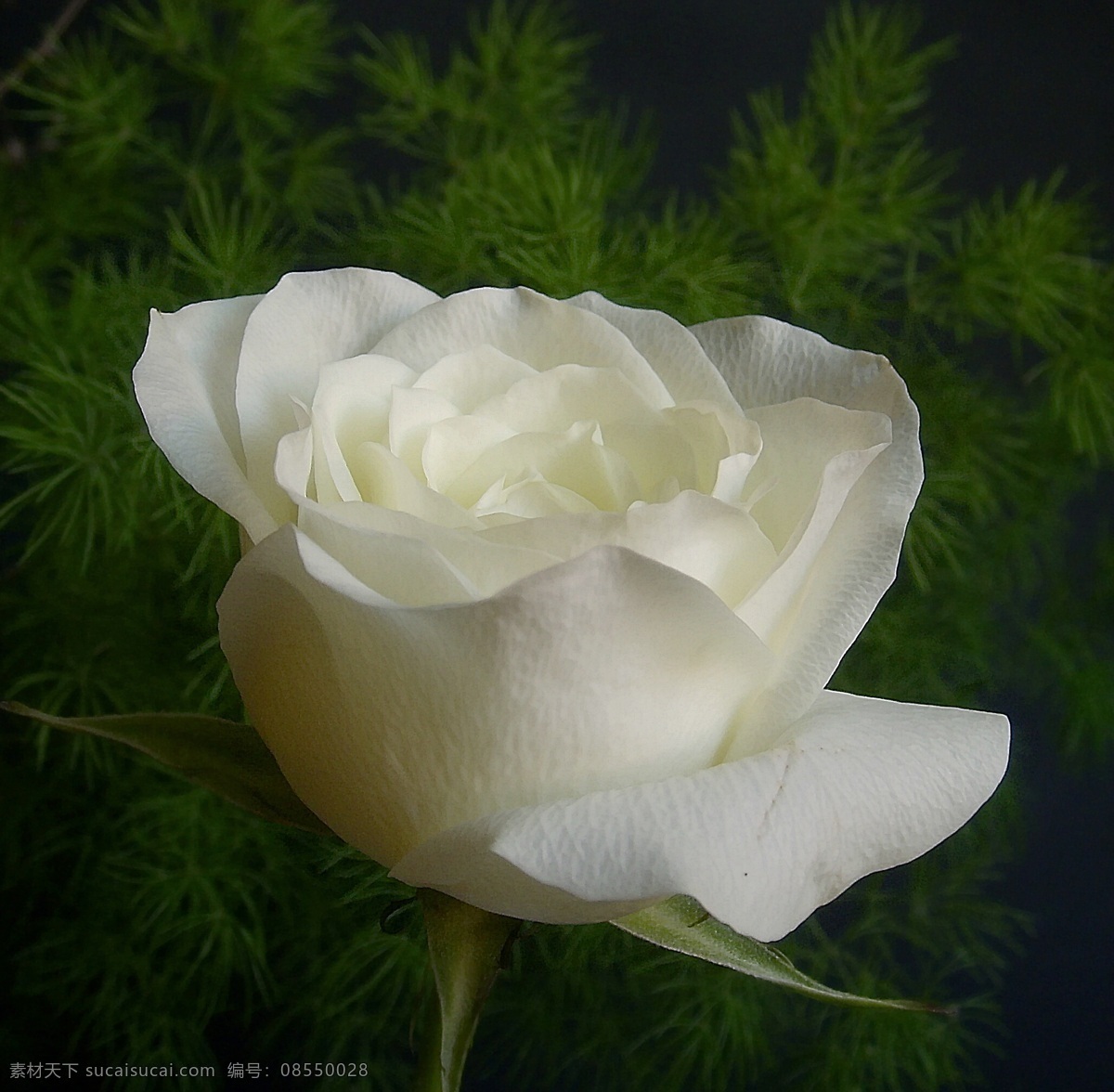 白玫瑰 玫瑰花 玫瑰 蓝色花 玫瑰花图片 玫瑰花素材 玫瑰花模板 植物 花卉 蓝玫瑰 蓝色妖姬 生物世界 花草