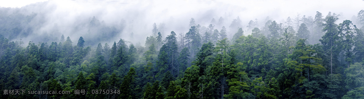 天目山林海 天目山 林海 森林 绿色森林 环保 生态 自然景观 自然风景