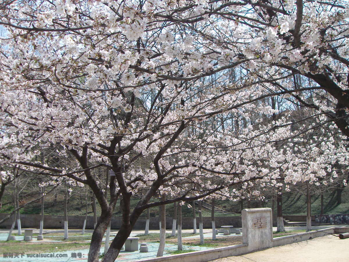 樱花 风景 自然景观 自然风景 摄影图库