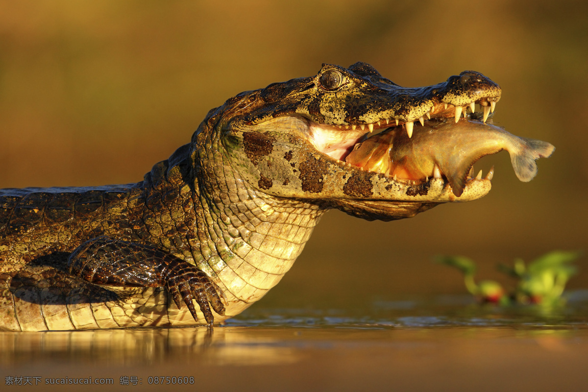水中 吃 小鱼 鳄鱼 水中生物 动物 野生动物 动物世界 动物摄影 生物世界
