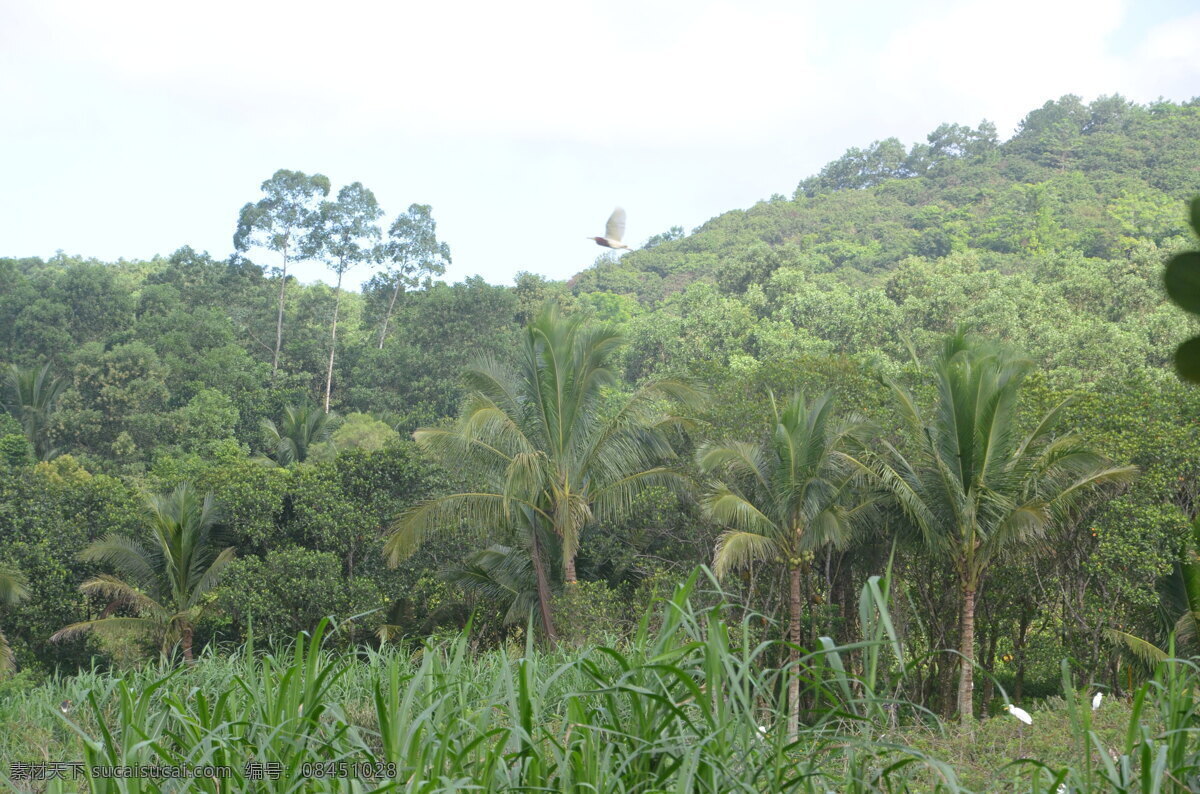 椰子树 椰子林 树木 海南风光 草丛 树叶 自然景观 自然风景 白色