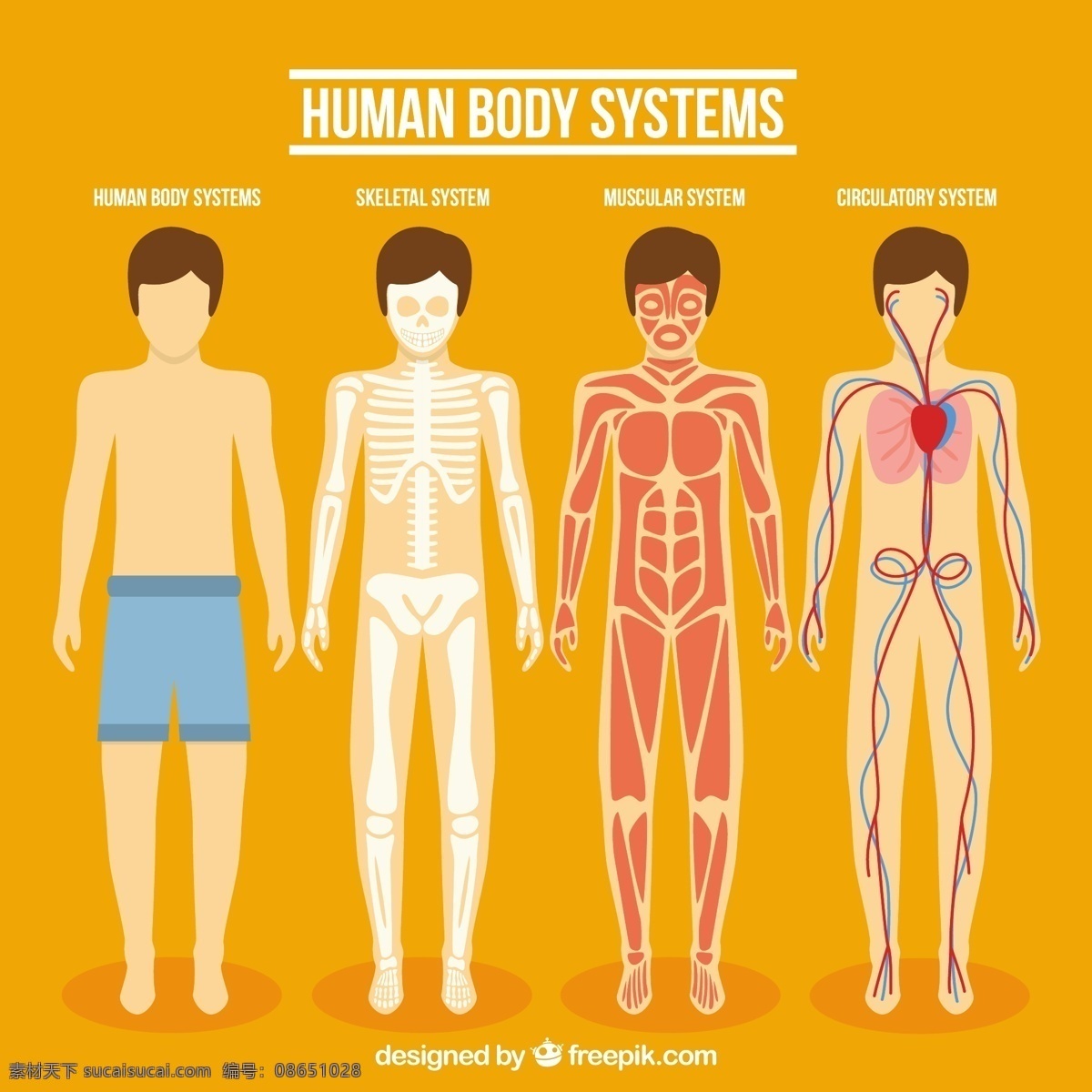 人体系统采集 心 手 人 健康 手画 药 画 人体 骨骼 系统 肌肉 零件 收藏 器官 人体器官 橙色