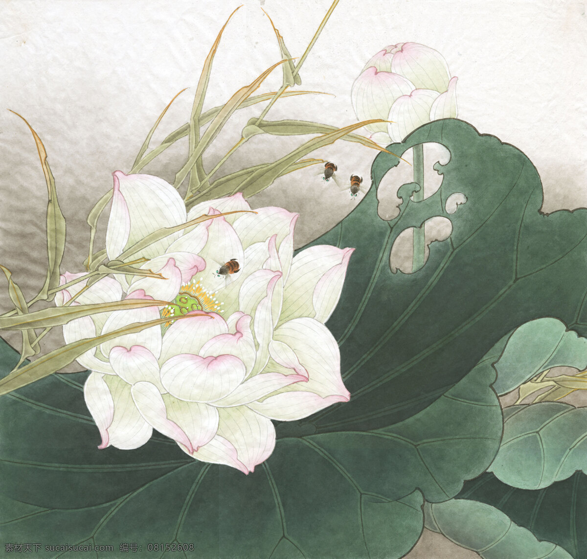 周 彦 生晓 波图 花鸟画 设计素材 花鸟画篇 中国画篇 书画美术 白色