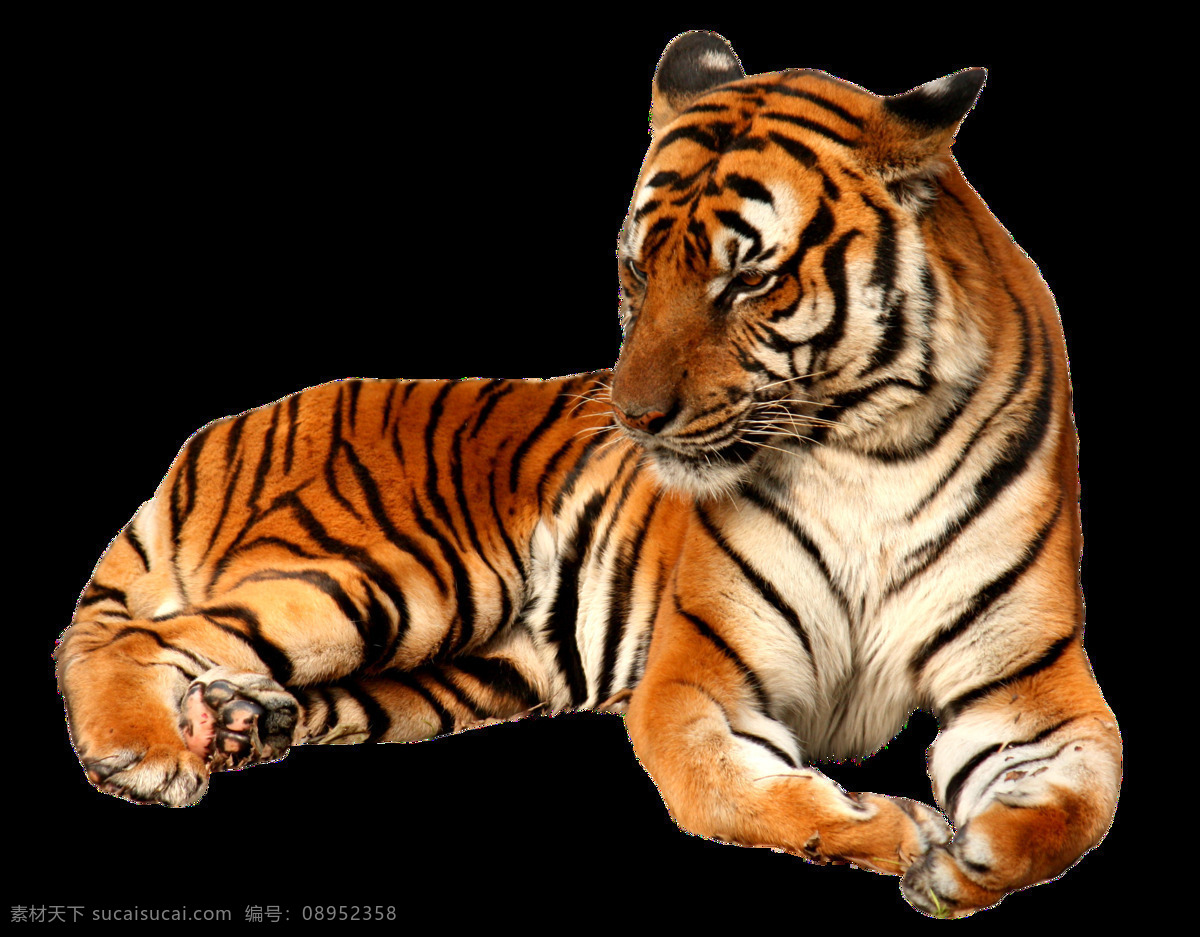 老虎 东北 虎孟加拉虎 西伯利亚虎 动物 花园 户外 生物世界 野生动物