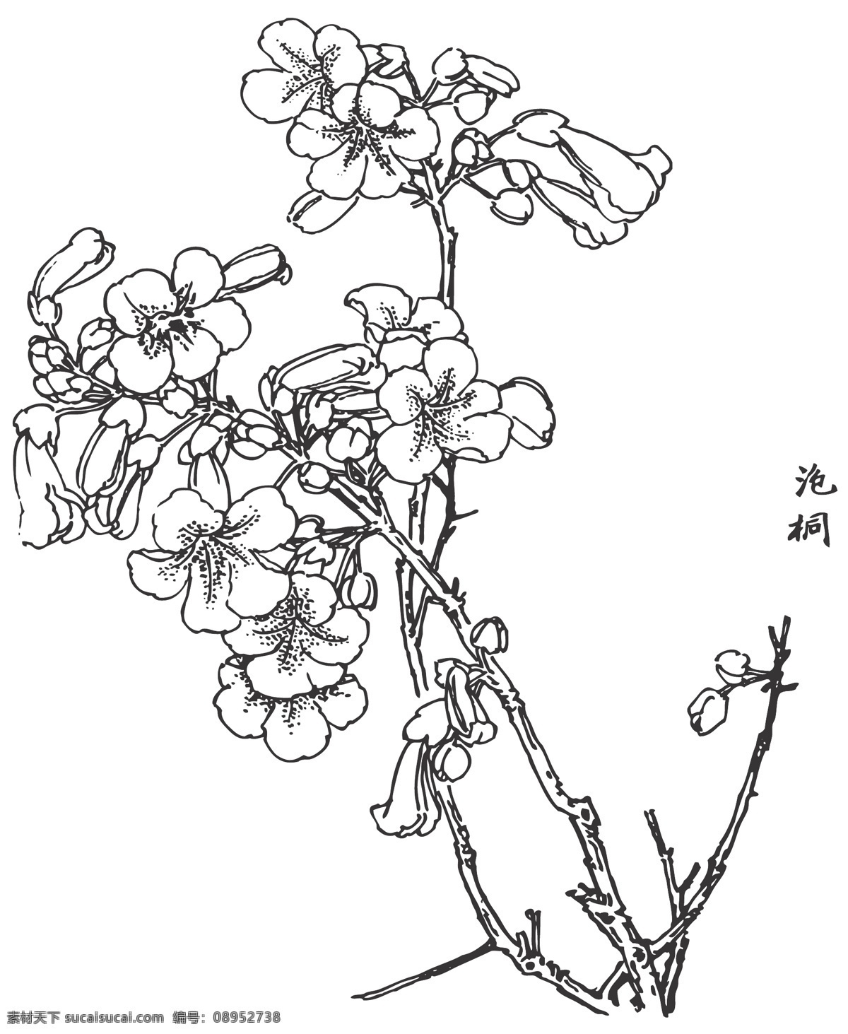 泡桐 喜光 耐阴 耐干旱 线条 矢量 装饰 插画 白描 花卉 植物 观赏 花卉白描图 文化艺术 绘画书法