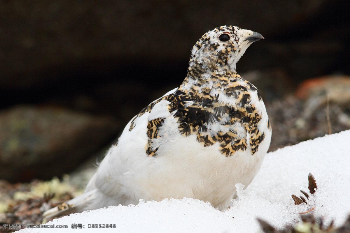 雪地 里 飞鸟 鸟类动物 动物世界 动物摄影 野生动物 陆地动物 生物世界