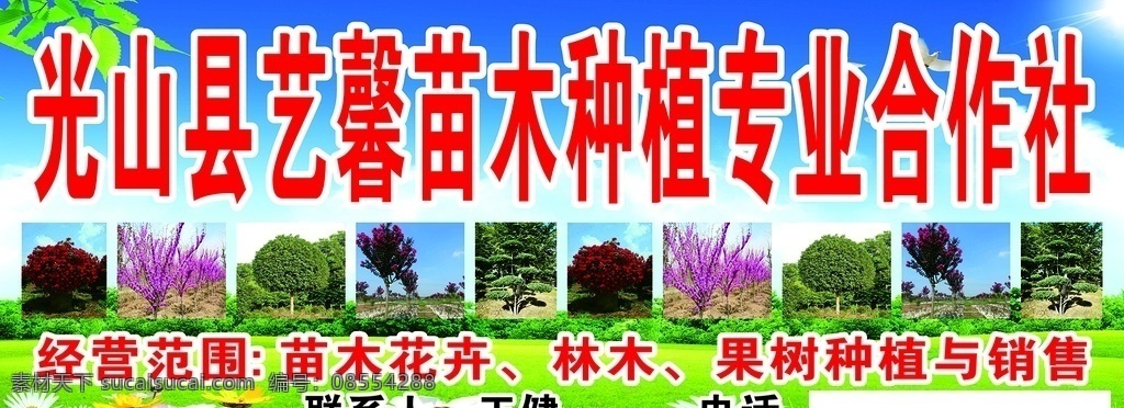 苗木招牌 花树 风景树 绿化树 红叶树