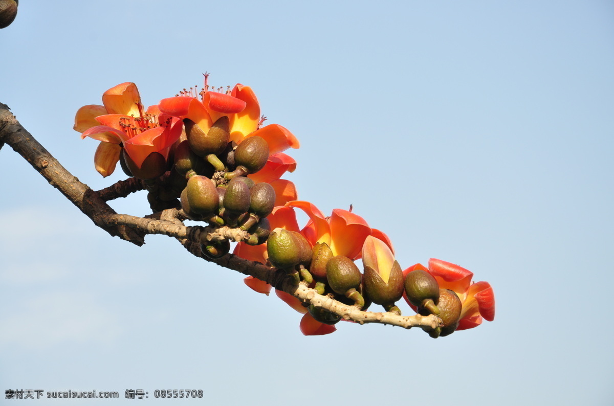 木棉花 红色花朵 唯美花朵 浪漫鲜花 高清图片