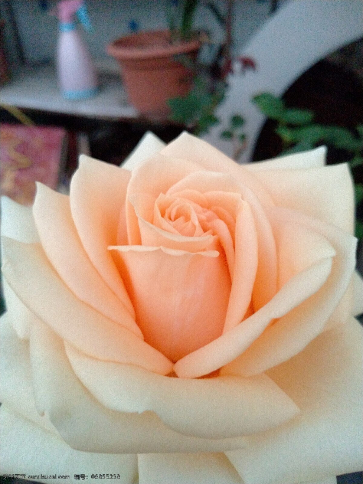玫瑰花月季花 高清玫瑰 玫瑰花 月季花 高清玫瑰照片 玫瑰 自然景观 自然风景