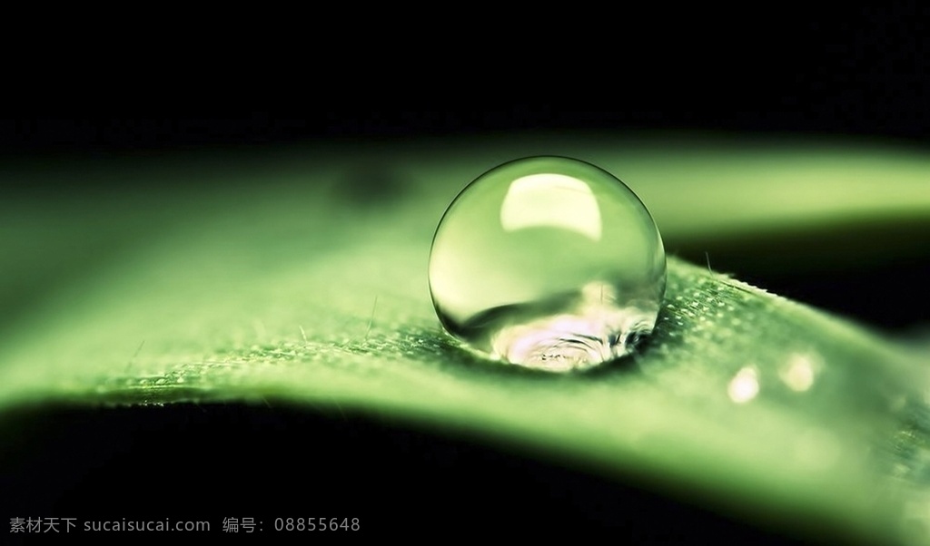 绿叶水珠 树叶 小清新 小清新植物 新叶 叶子 天空 春天 夏季 新芽 自然风景 植物 野草 山间植物 树枝 小草 生物世界 绿色 护眼 壁纸 护眼壁纸 花草 叶子背景 植物背景 绿叶 植物墙 绿植 自然景观