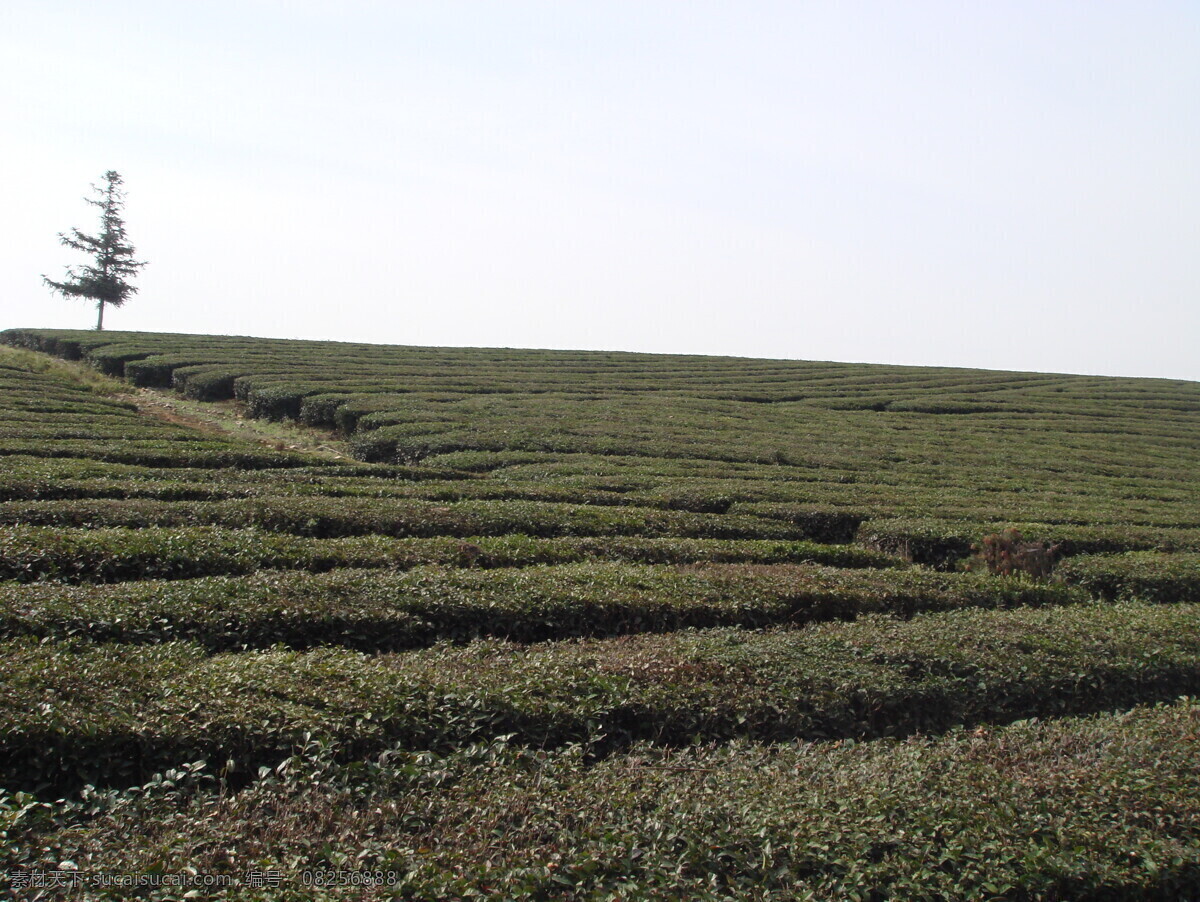 农场 茶园 茶 茶树 茶叶 农场茶园 现代科技