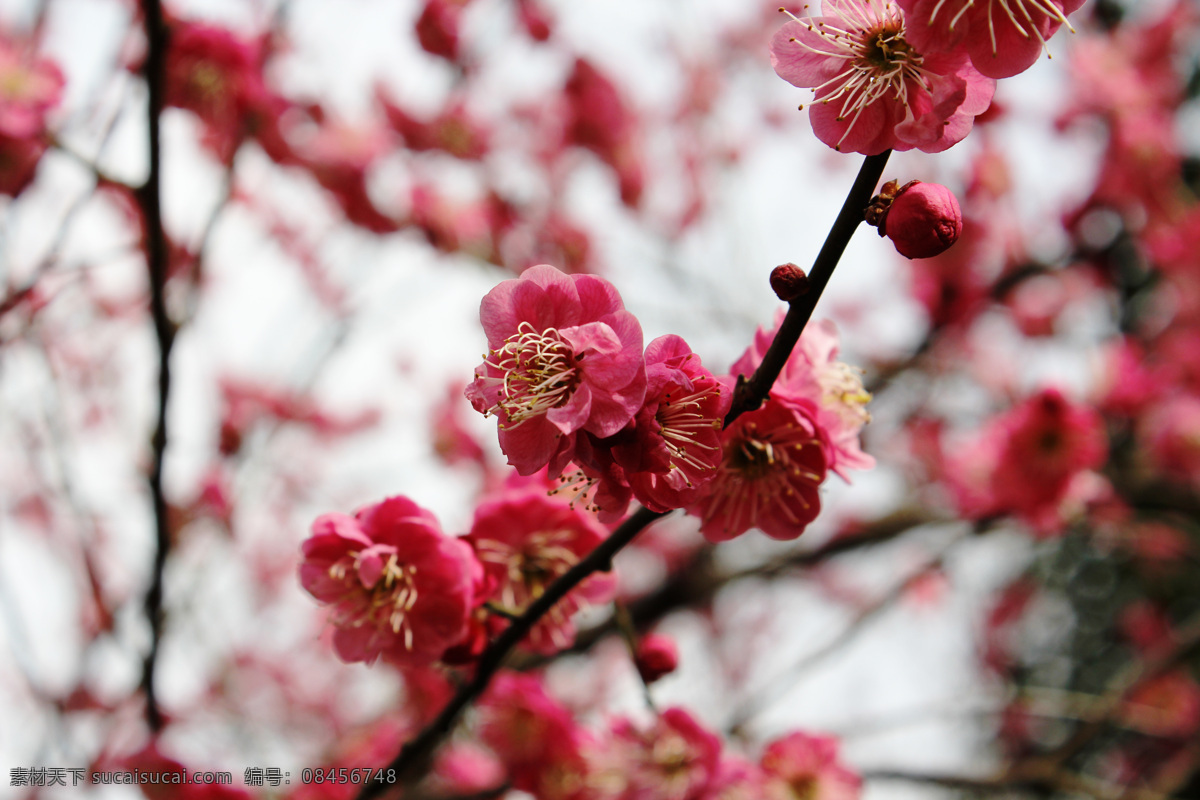 春梅 白色 粉色 红色 梅花 花草 生物世界