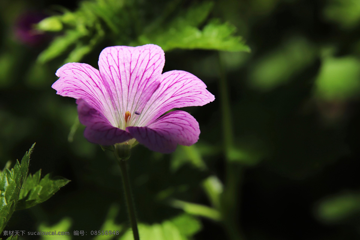 pelargonium hortorum bailey 洋绣球 入腊红 石腊红 日烂红 洋葵 驱蚊草 洋蝴蝶 蔓生天竺葵 香叶天竺葵 马蹄纹天竺葵 家天竺葵 花卉 观赏花卉