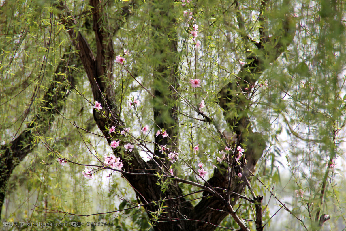 瓜 渚 湖 春天 花 花草 柳树 生物世界 桃花 休闲 瓜渚湖 绍兴 psd源文件