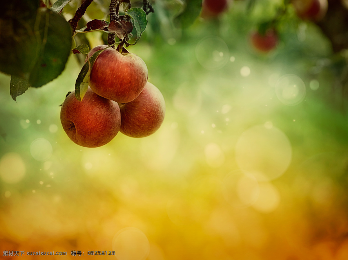 苹果 树上 新鲜苹果 梦幻光斑 梦幻背景 水果蔬菜 餐饮美食 黄色