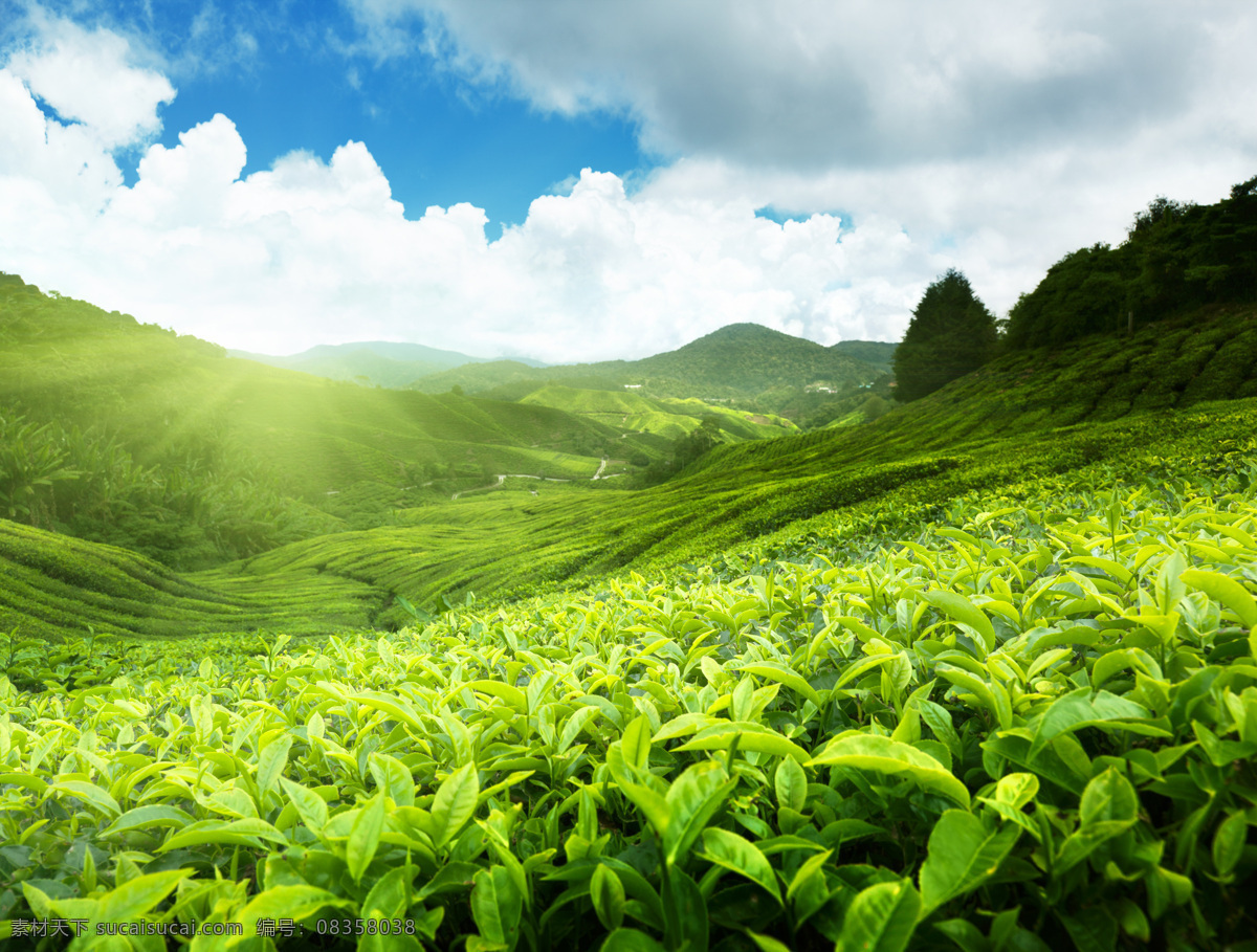 阳光下的茶园 花茶 植物茶 茶叶 普洱茶 梯田茶园 自然风景 自然景观 绿色
