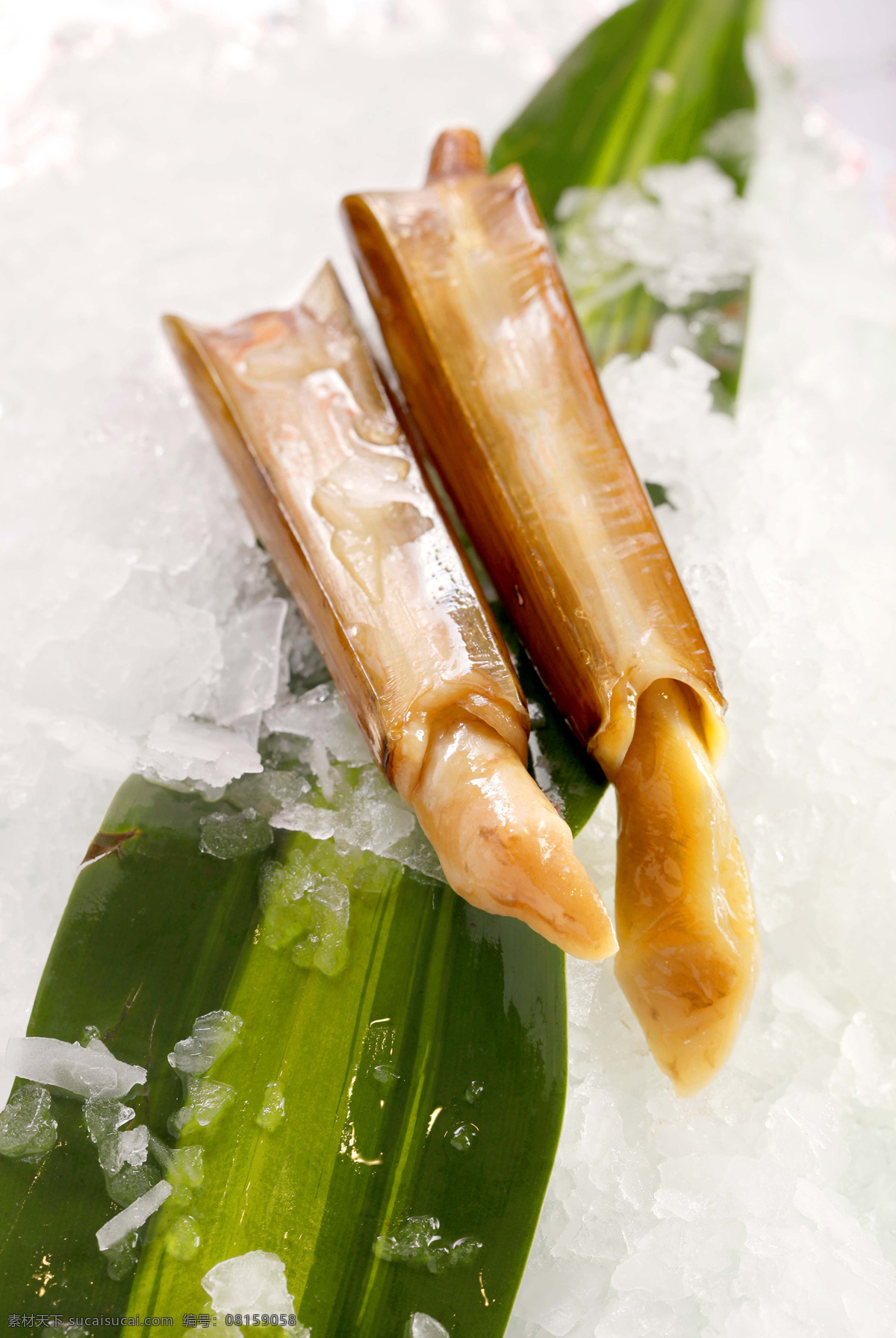 大海蛏 蛏子 青子 海产品 滋补营养 海鲜 海蛏 传统美食 餐饮美食