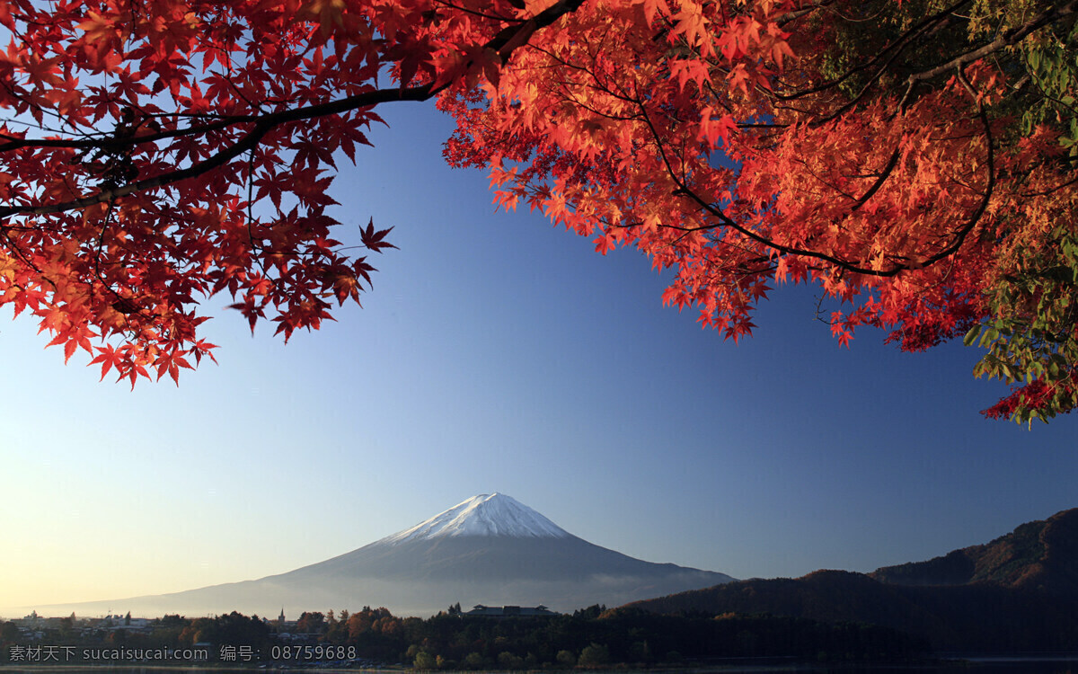 富士山 日本 枫叶 唯美 旅游 自然风景 旅游摄影