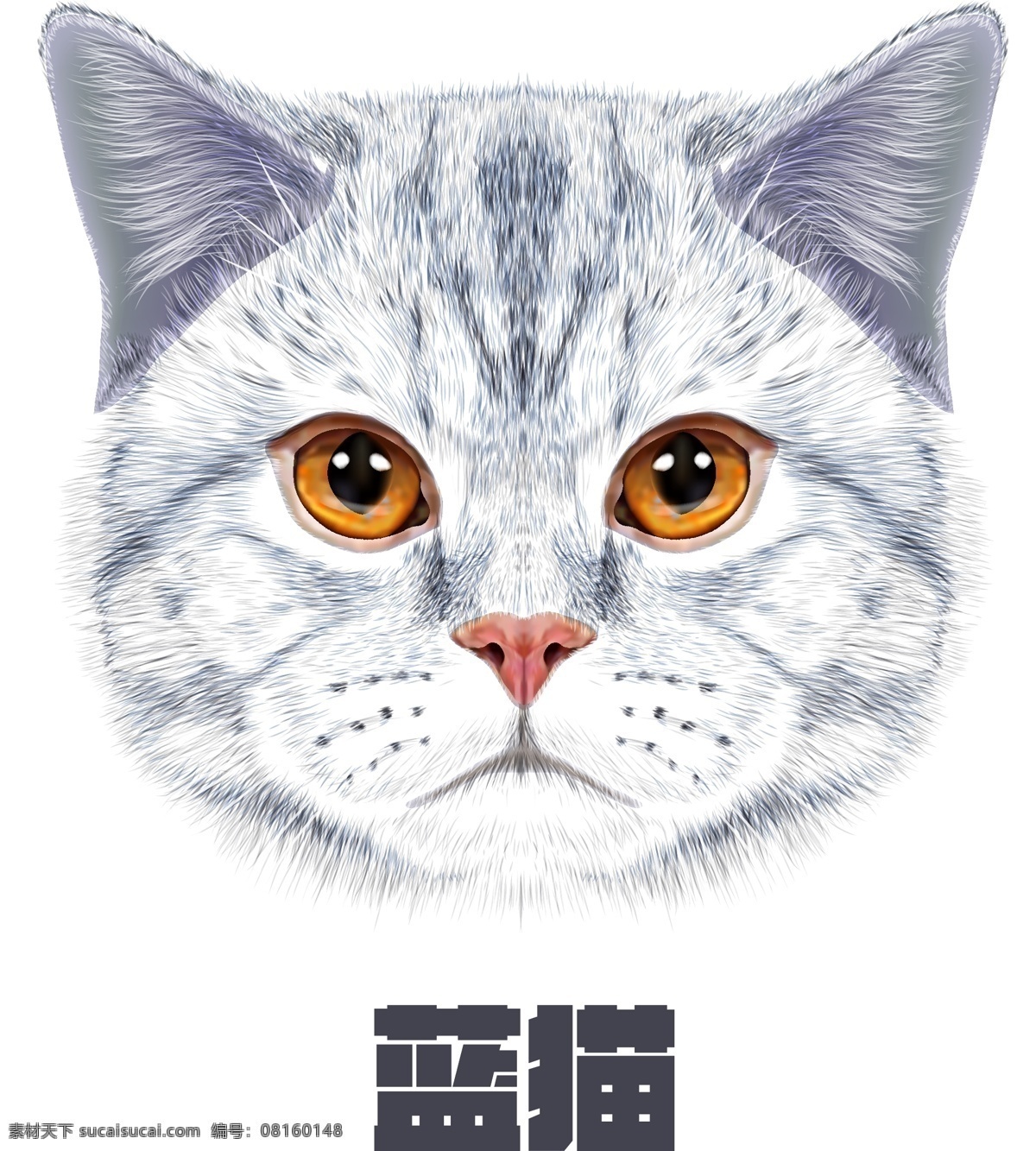 蓝猫 写实 矢量文件 ai写实 猫 喵喵 宠物猫 可爱 萌 宠物 文化艺术 绘画书法