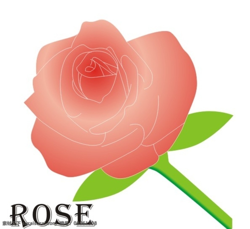 玫瑰花 玫瑰 刺玫花 蔷薇 被子植物 粉色蔷薇 粉色玫瑰 鲜花 玫瑰花瓣 花朵 生物世界 花草