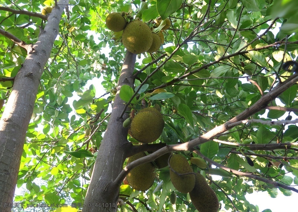 菠萝蜜树 水果 新鲜菠萝蜜 热带水果 生物世界