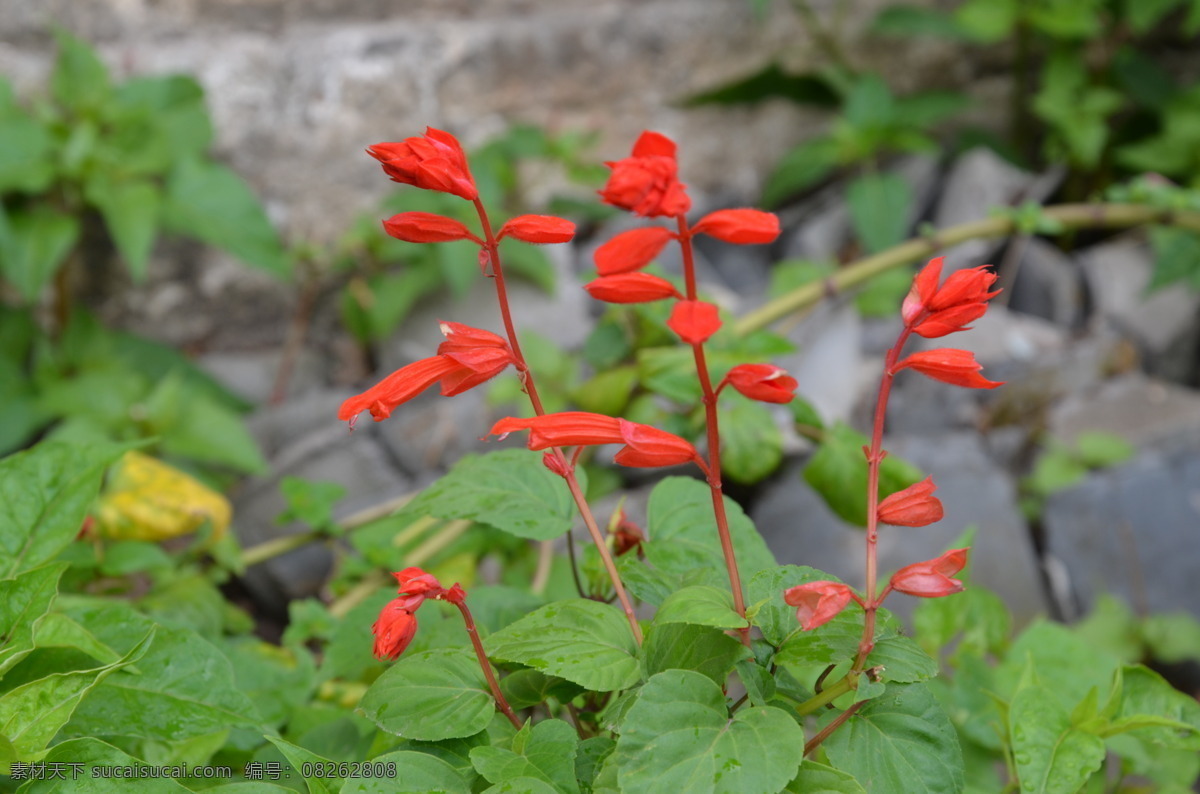 一串红 古镇 花 红花 春 鲜花 花草 生物世界 绿色