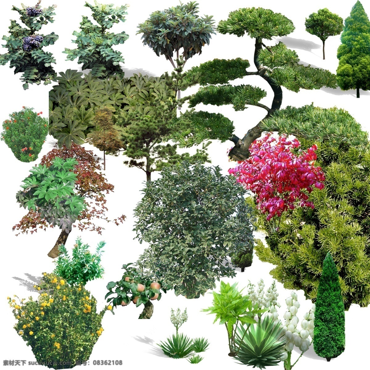 园林 灌木 树种 常见 稀有 高 分辨率 分层 园林设计 植物 五 针 松 十大 功劳 卫 茅 八角 金 盘 棣棠 丝兰 高清晰 源文件库