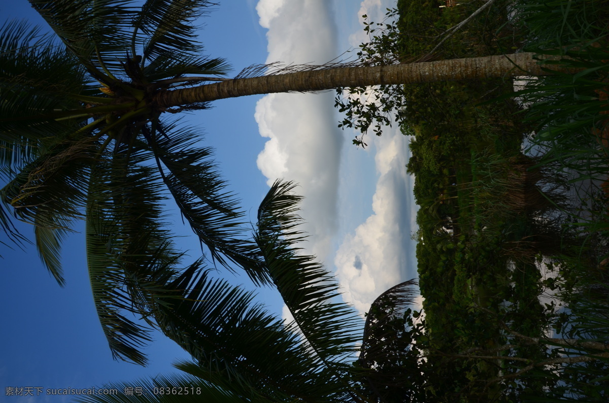 椰子树 椰树 椰子 热带 植物 树 海南风光 蓝天白云 自然景观 自然风景 黑色