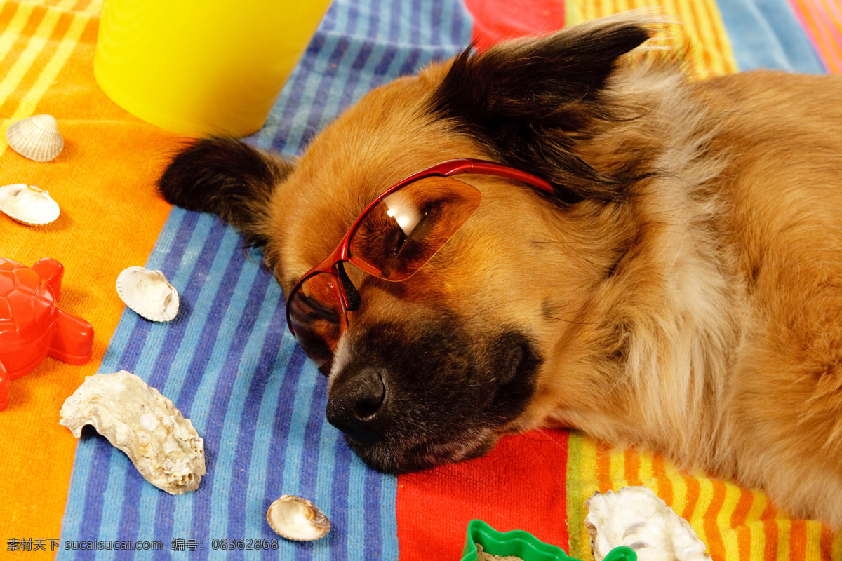睡觉的小狗 动物 动物世界 摄影图 宠物 名贵犬种 小狗 睡觉 眼镜 陆地动物 生物世界 橙色