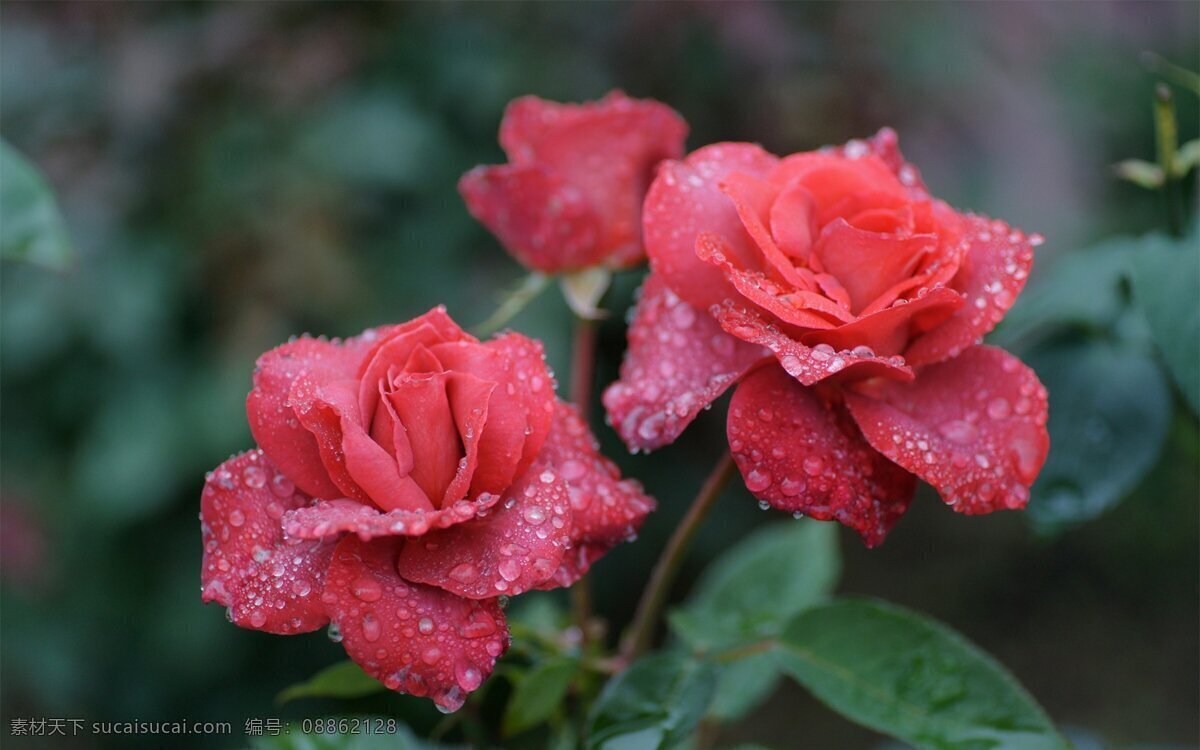 鲜花 鲜花背景 高清鲜花 花 花背景 唯美 唯美背景 花朵 玫瑰 rose 石榴花 芙蓉花 荷花 栀子花 山茶花 茶梅花 桃花 樱花 杏花 梨花 月季花 玫瑰花 茉莉花 蔷薇花 迎春花 海棠花 兰花 桂花 菊花 梅花 丁香花 金银花 凌霄花 水仙花 那些花儿 生物世界 花草