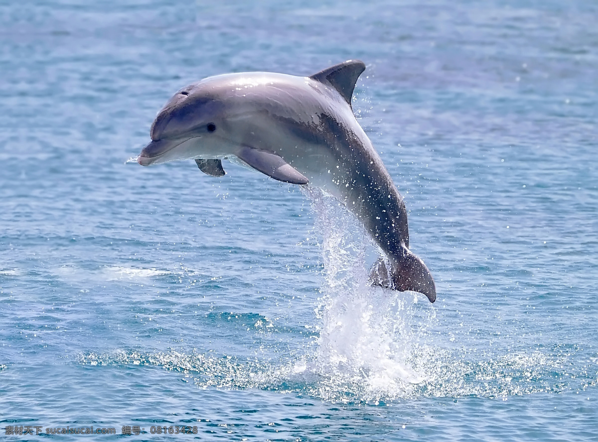跳跃 海豚 原图 尺寸 海洋生物 动物 精美图片 印刷适用 高清图片 创意图片 生物世界 摄影图库