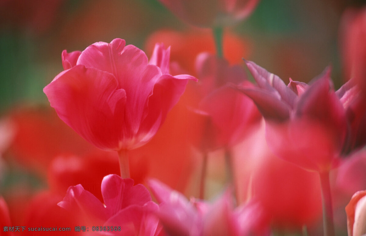 梦幻 鲜花 背景 野花 花卉 花朵 美丽鲜花 美丽风景 摄影图 鲜花背景 花草树木 生物世界