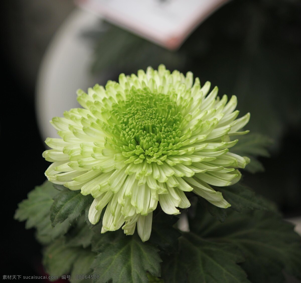 菊花 花草 花卉 生物世界 品种菊 菊花展览 秋菊 绿芯 装饰素材 展示设计