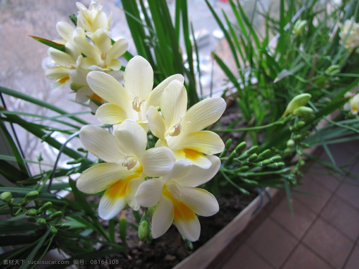 小苍兰 兰花 红色兰花 美丽花朵 鸢尾 科 香雪 兰 属 白色花朵 白色兰花