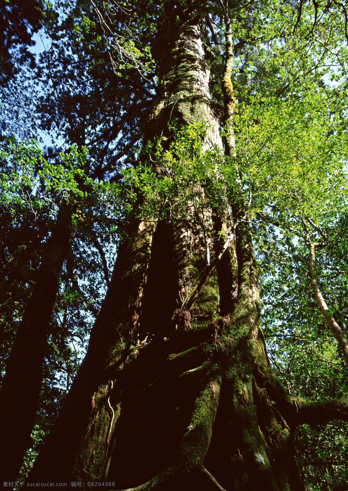 大树树根 自然 风景 树根 树林 森林 大树 阳光 花草树木 生物世界 黑色